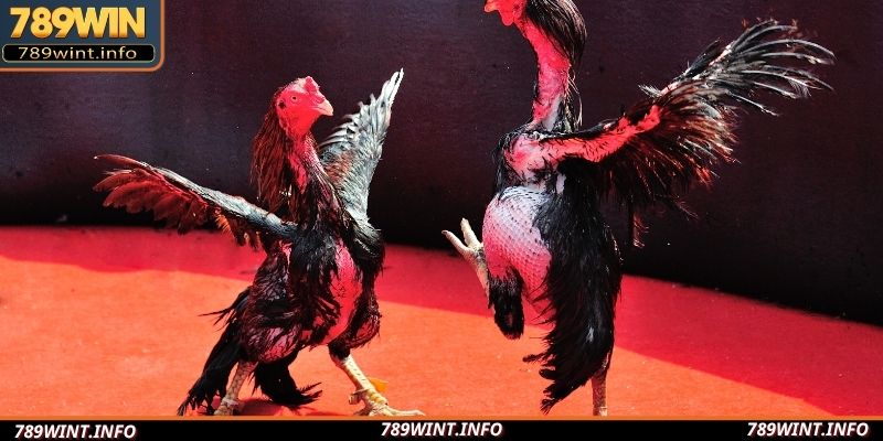 Cá cược chọi kê đầy sôi động tại mọi sảnh chơi