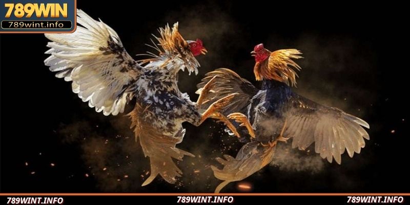Cách chơi cược đá gà Cam67 cực chuẩn