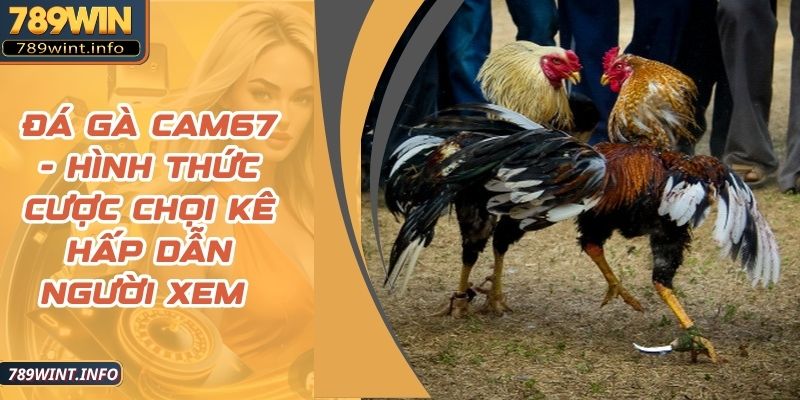 Đá Gà Cam67 - Hình Thức Cược Chọi Kê Hấp Dẫn Người Xem