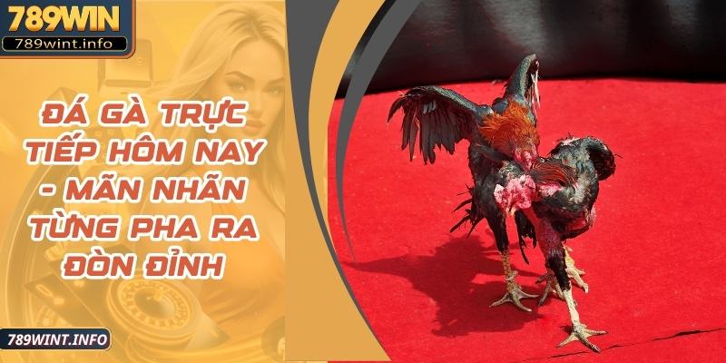 Đá Gà Trực Tiếp Hôm Nay - Mãn Nhãn Từng Pha Ra Đòn Đỉnh