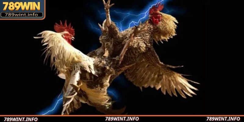Hình thức đá gà 88 với quy mô lớn, hội tụ thần kê
