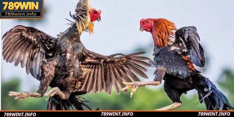Lý do điểm chơi chọi kê thu hút hội viên