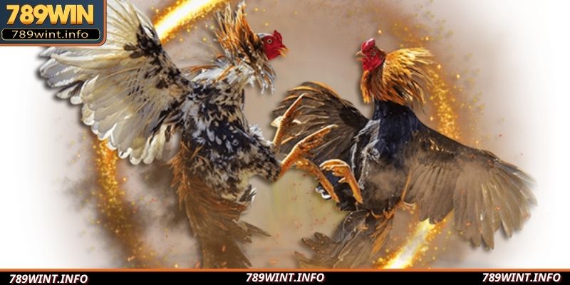 Nhà cái phát sóng các ván so tài với chất lượng tuyệt hảo