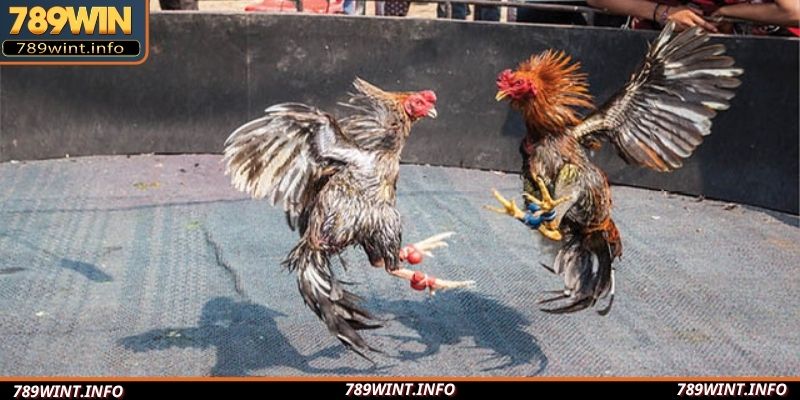 Trọng tài trực tiếp điều phối kết quả ván so tài